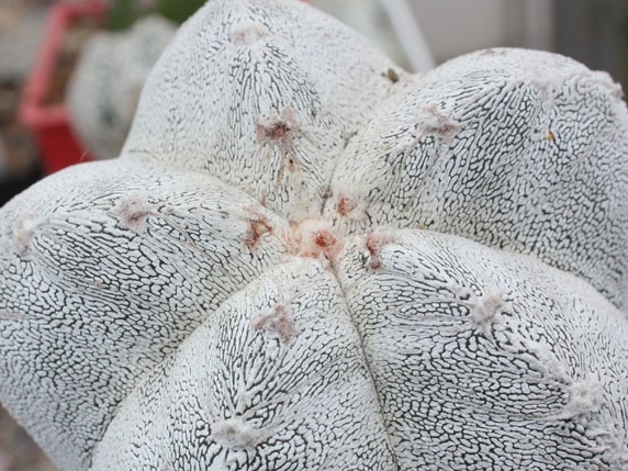 Astrophytum myriostigma cv. ‘Onzuka’ 17