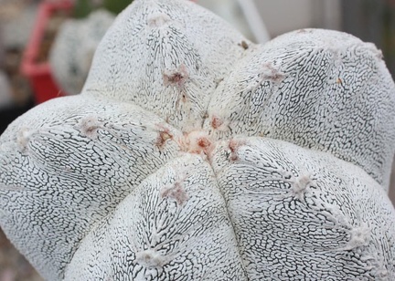 Astrophytum myriostigma cv. ‘Onzuka’ 17