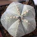 Astrophytum myriostigma cv. ‘Onzuka’ 20