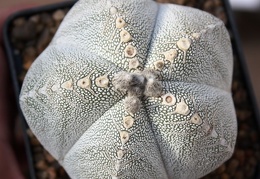 Astrophytum myriostigma cv. ‘Onzuka’ 20