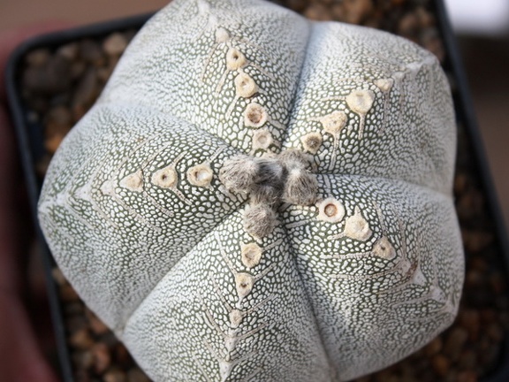 Astrophytum myriostigma cv. ‘Onzuka’ 20