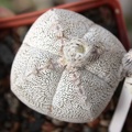 Astrophytum myriostigma cv. ‘Onzuka’ 21