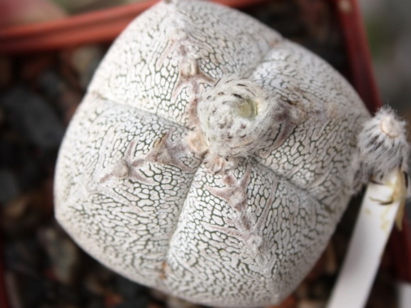 Astrophytum myriostigma cv. ‘Onzuka’ 21