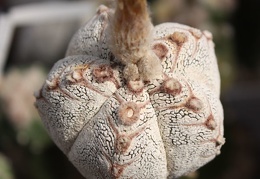 Astrophytum myriostigma cv. ‘Onzuka’ 24