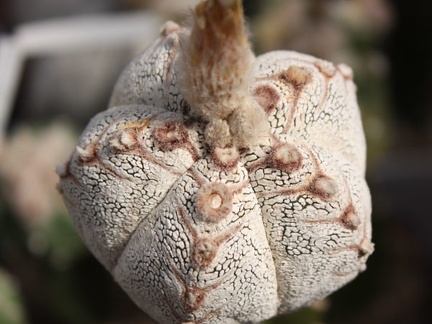 Astrophytum myriostigma cv. ‘Onzuka’ 24