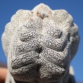 Astrophytum myriostigma cv. ‘Onzuka’ 