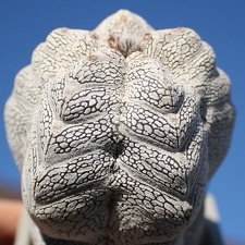 Astrophytum myriostigma cv. ‘Onzuka’ 