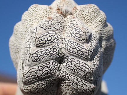 Astrophytum myriostigma cv. ‘Onzuka’ 