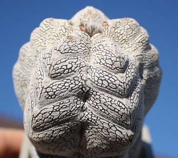 Astrophytum myriostigma cv. ‘Onzuka’ 