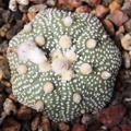 Astrophytum asterias