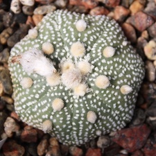 Astrophytum asterias