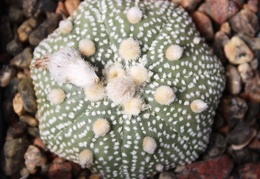 Astrophytum asterias