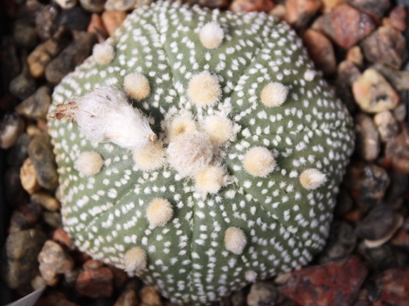 Astrophytum asterias