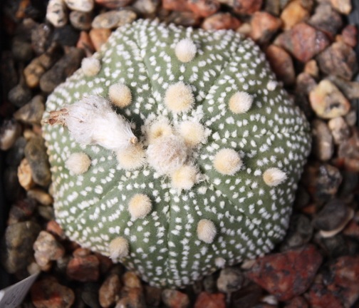 Astrophytum asterias