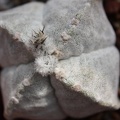 Astrophytum myriostigma v.quadricostatum 01