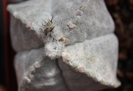 Astrophytum myriostigma v.quadricostatum 01