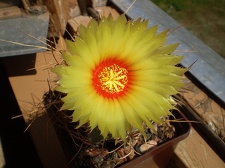 Astrophytum senile