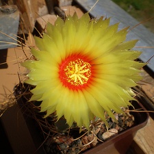 Astrophytum senile