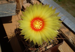 Astrophytum senile