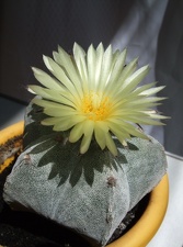 Astrophytym myriostigma