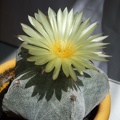 Astrophytym myriostigma