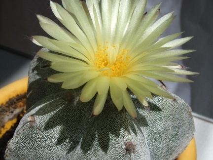 Astrophytym myriostigma