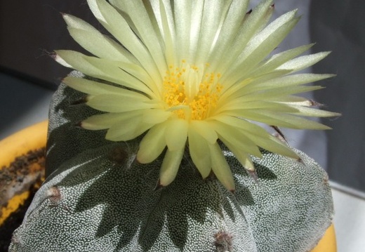 Astrophytym myriostigma