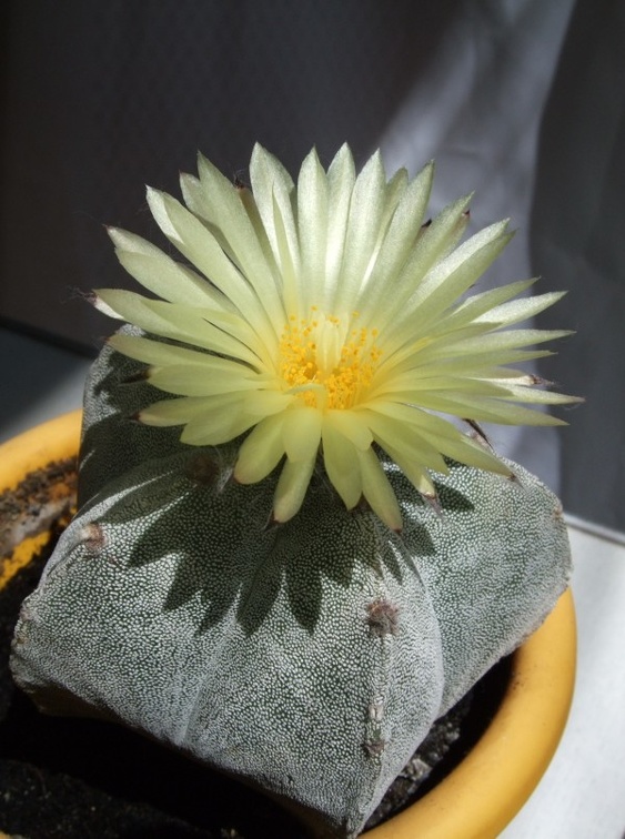 Astrophytym myriostigma