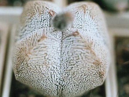 Astrophytum ONZUKA