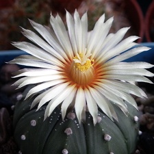 Astrophytum X CAPAS