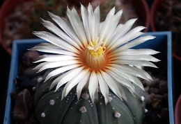 Astrophytum X CAPAS