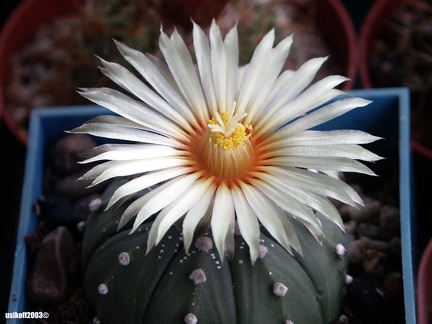 Astrophytum X CAPAS