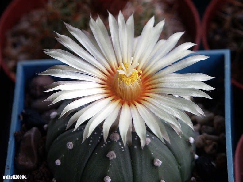 Astrophytum_X_CAPAS.jpg