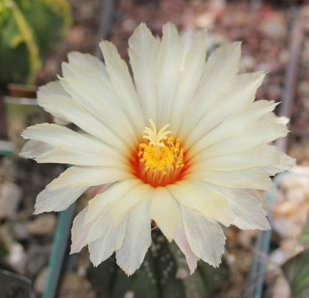 Astrophytum_X_CapAs_001.jpg