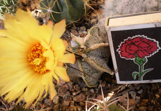 Astrophytum capricorne v niveum Kovtun88 (2098 відвідувань) Astrophytum capricorne v niveum Kovtun88
