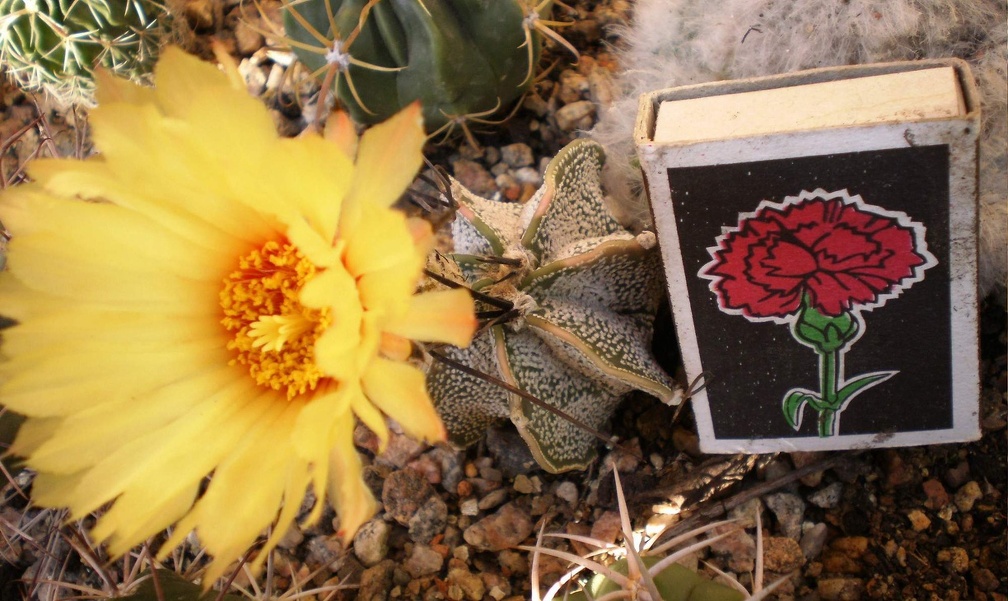 Astrophytum  capricorne v  niveum Kovtun88