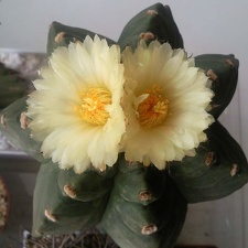 Astrophytum  myriostigma cv Kituko 1 S FG 