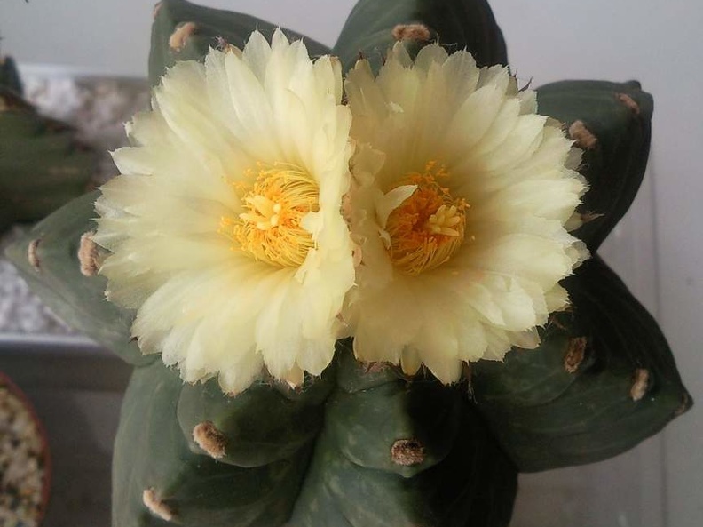 Astrophytum  myriostigma cv Kituko 1 S FG 