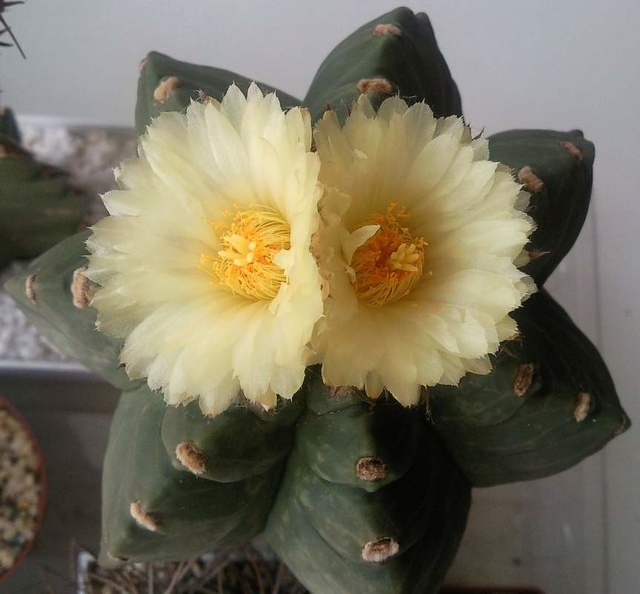 Astrophytum__myriostigma_cv_Kituko_1_S_FG_.jpg