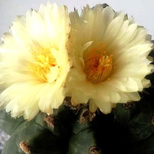 Astrophytum  myriostigma cv Kituko  S FG