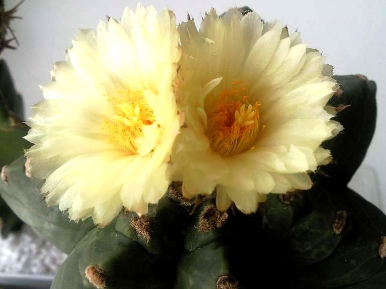 Astrophytum  myriostigma cv Kituko  S FG