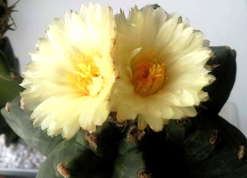 Astrophytum__myriostigma_cv_Kituko__S_FG.jpg