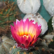 Astrophytum asterias Akabana