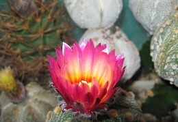 Astrophytum asterias Akabana