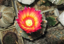 Astrophytum asterias Akabana2