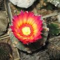 Astrophytum asterias Akabana2