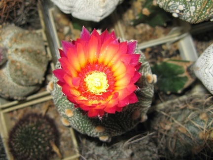 Astrophytum asterias Akabana2
