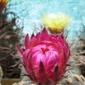 Astrophytum asterias Akabana  2