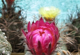 Astrophytum asterias Akabana  2