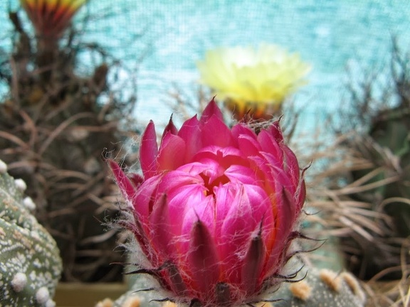 Astrophytum asterias Akabana  2